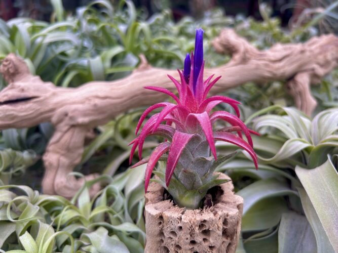 Houseplants that don’t require soil and can be  displayed any which way? Look to air plants